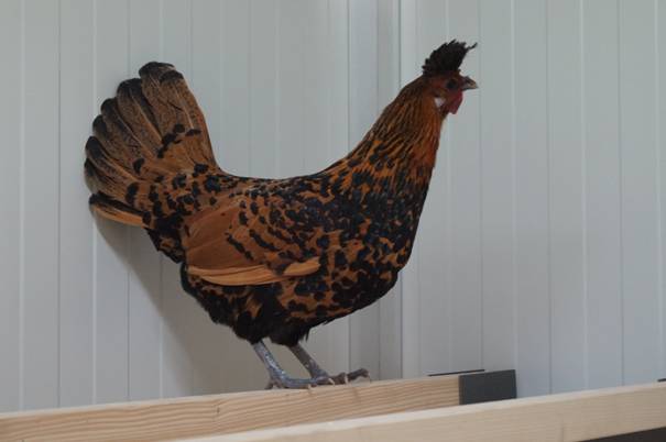 gesunde Hühner im Heinicoop uno